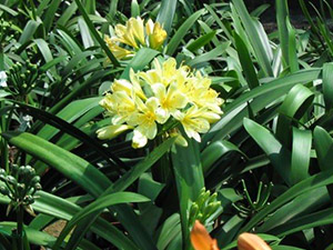 Sakabula Country Lodge