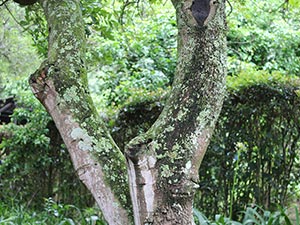 Sakabula Country Lodge